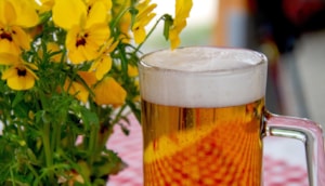 5598375-beer-3378136